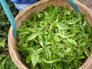 白茶綠茶