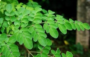 辣木茶