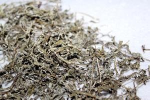 五指山雪茶