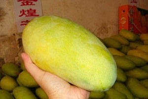 金煌芒