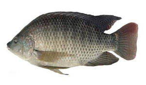 羅非魚(yú)