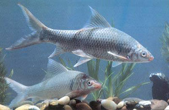 五指山淡水石鯪魚(yú)