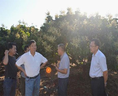 白沙縣政協(xié)副主席林世欣認真地交流反季節龍眼種植經(jīng)驗