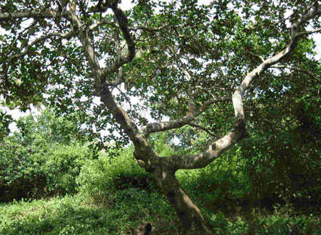腰果樹(shù)