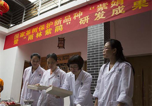 專(zhuān)家組通過(guò)現場(chǎng)調察品鑒雨林紫鵑