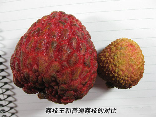 荔枝王