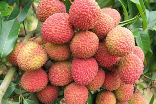 三月紅荔枝