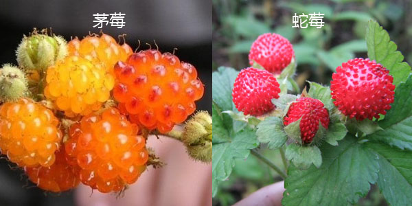茅莓與蛇莓