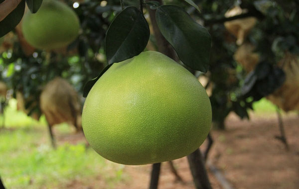儋州蜜柚