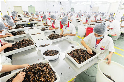 萬(wàn)寧的工人正在加工、包裝檳榔產(chǎn)品