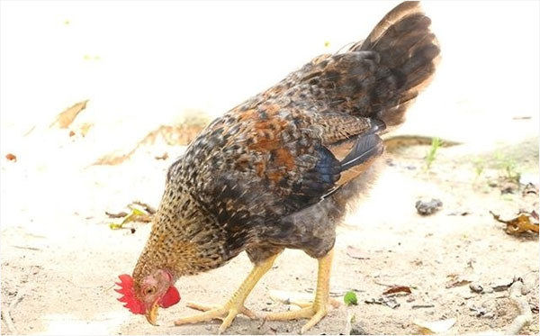 儋州雞