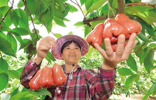 大路鎮蓮霧豐收