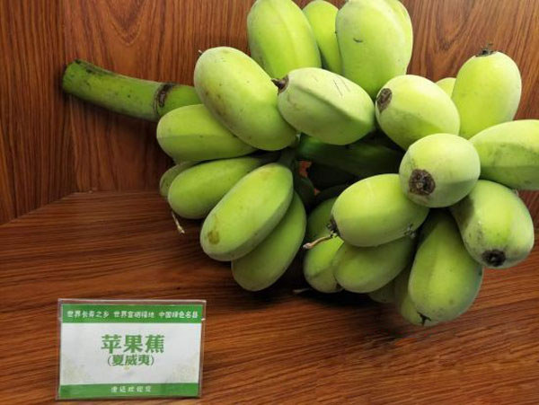 香蕉產(chǎn)業(yè)研討會(huì )展示的香蕉品種