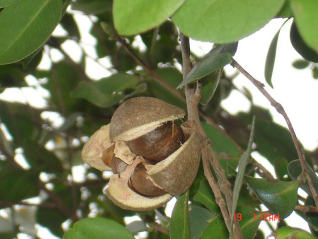 油茶果實(shí)
