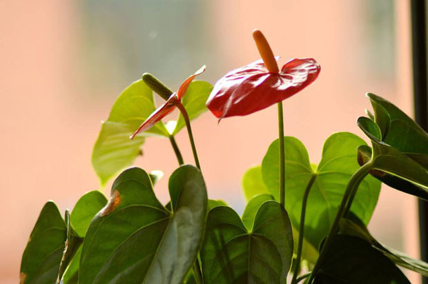 火鶴花（紅掌）