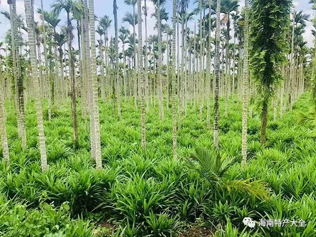 檳榔樹(shù)下的斑斕