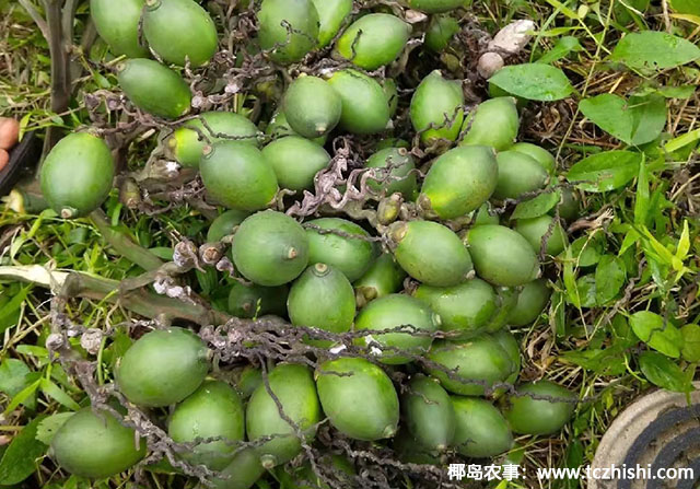 檳榔青果