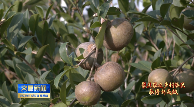 油茶果