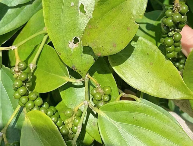 胡椒