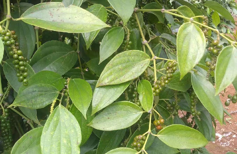 海南胡椒樹(shù)