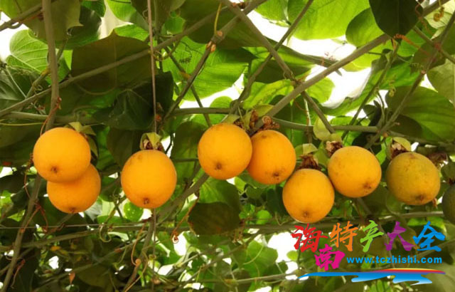哥倫比亞熱情果