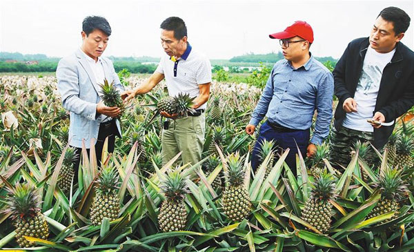 澄邁金江鎮工作人員正在察看鳳梨成熟度