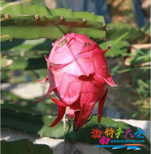 軟枝大紅火龍果