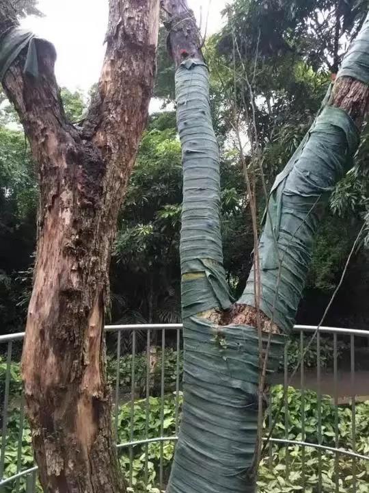 砍伐前的黃花梨樹(shù)