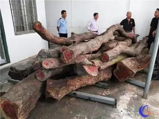 被砍伐后保管起來(lái)的黃花梨木材