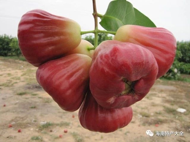 牛奶蓮霧
