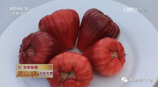 馬來(lái)紅蓮霧