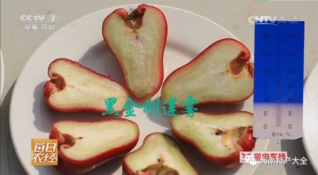黑金剛蓮霧含糖量