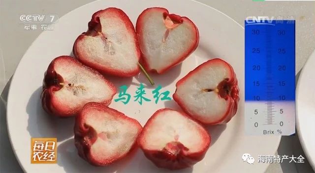馬來(lái)紅蓮霧含糖量