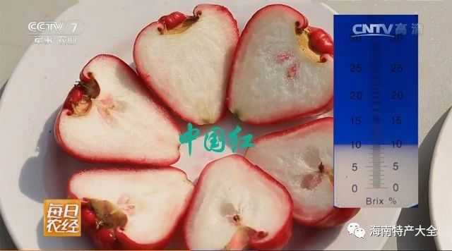 中國紅蓮霧含糖量