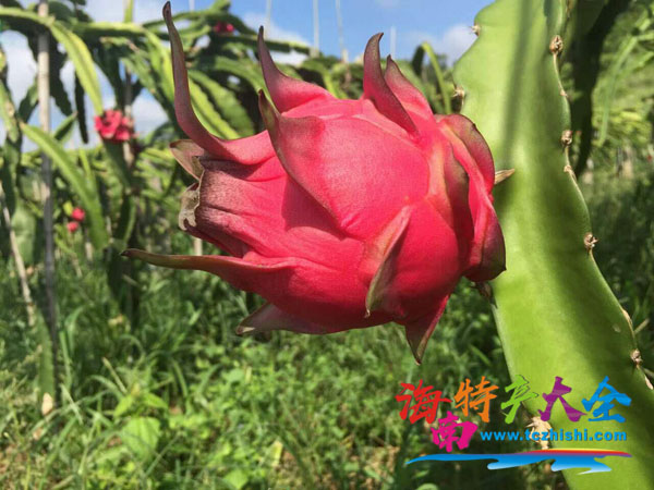 大紅二號火龍果