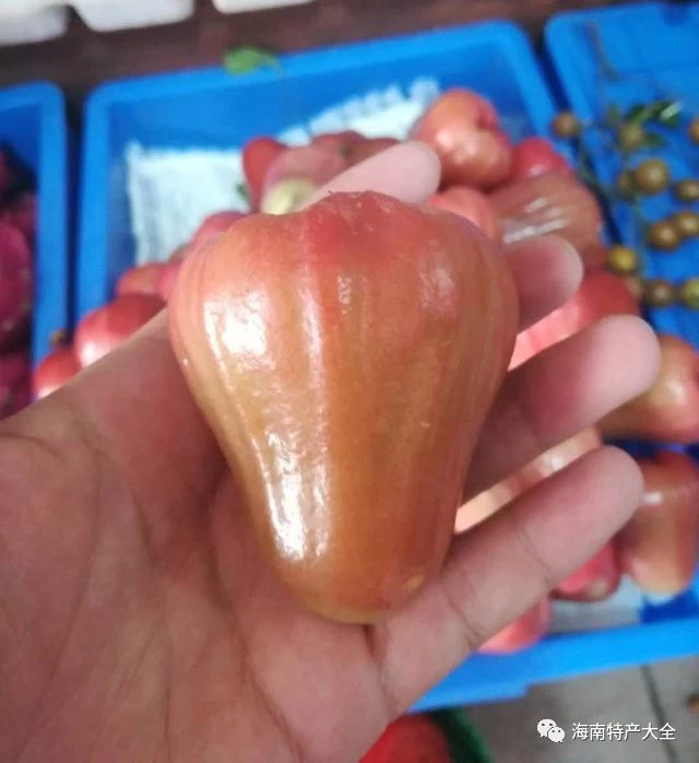 蓮霧