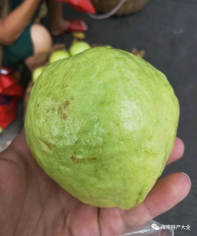 番石榴（芭樂(lè )）