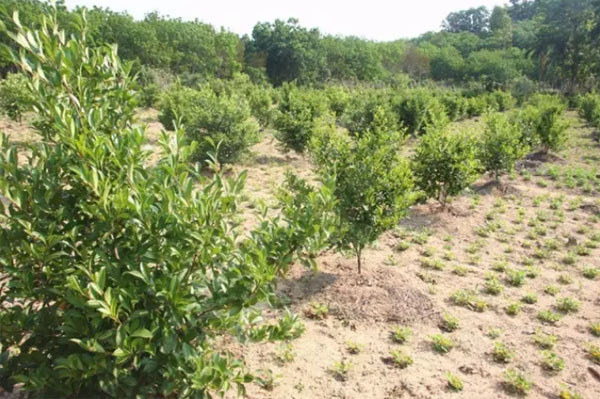 中坤農場(chǎng)公司山油茶標準化示范基地一角