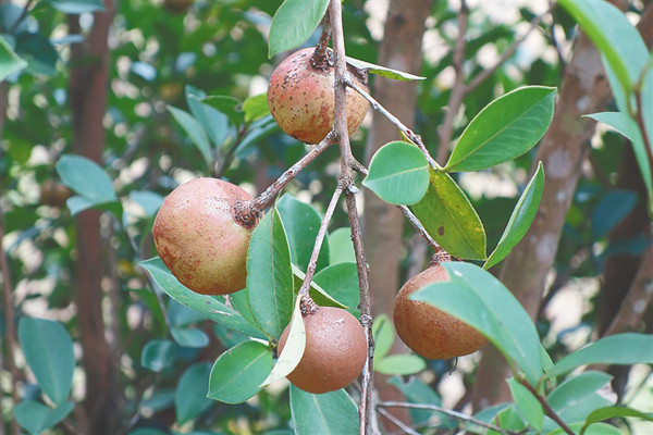 中坤農場(chǎng)公司油茶標準化生產(chǎn)示范基地種植的油茶果