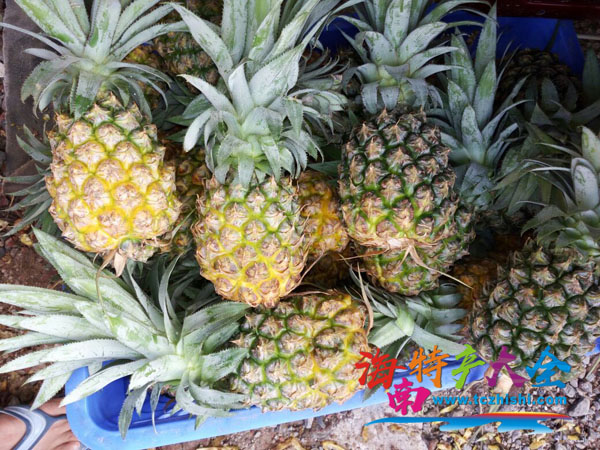 巴厘菠蘿