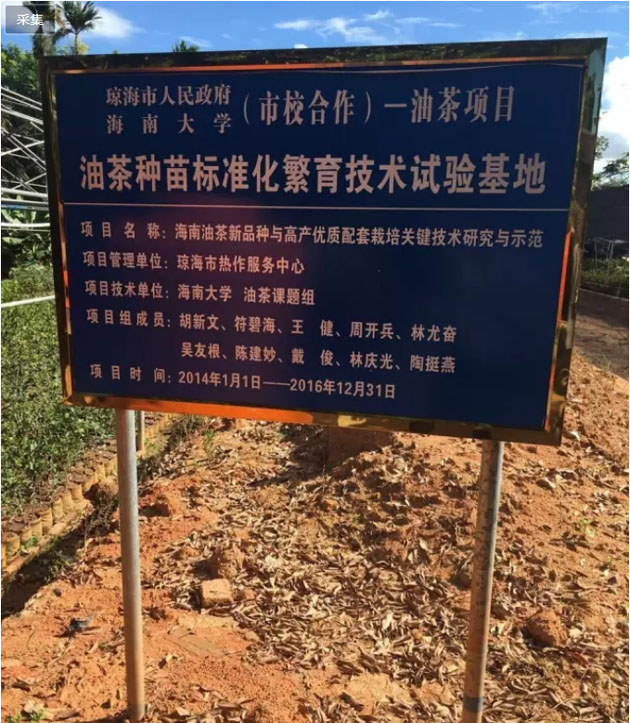 瓊海某油茶種植基地