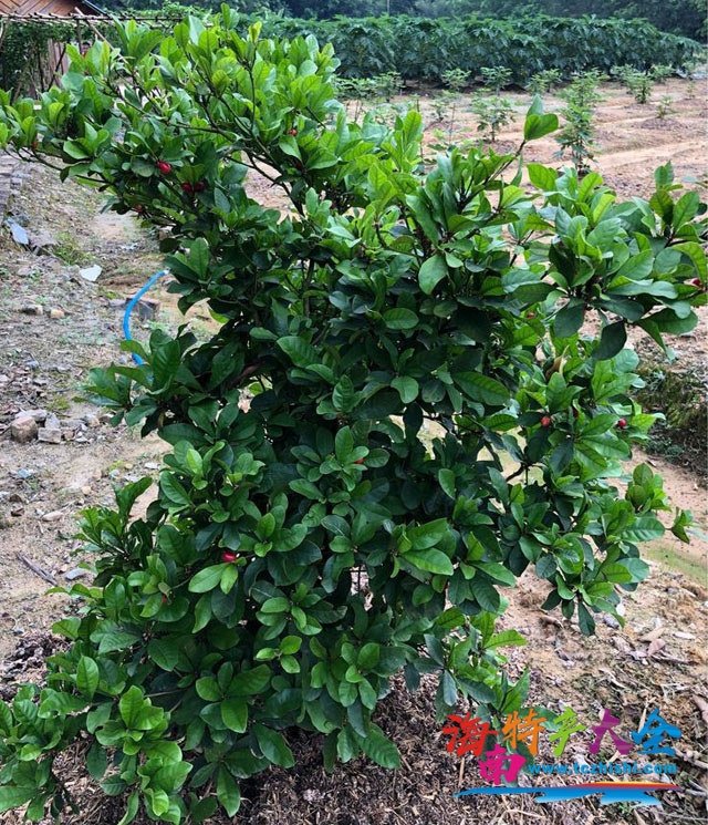 神秘果樹(shù)