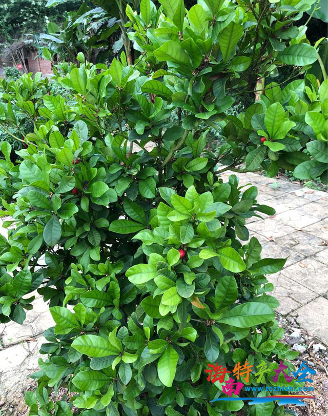 神秘果樹(shù)