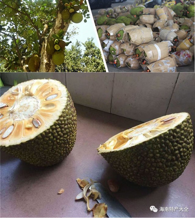 泰國紅肉菠蘿蜜