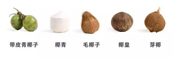 椰子的品類(lèi)