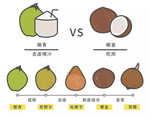 椰子的品類(lèi)