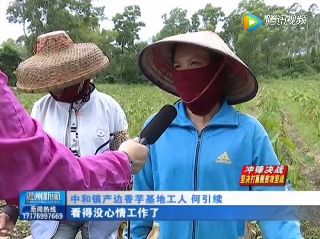 香芋基地工人何引續